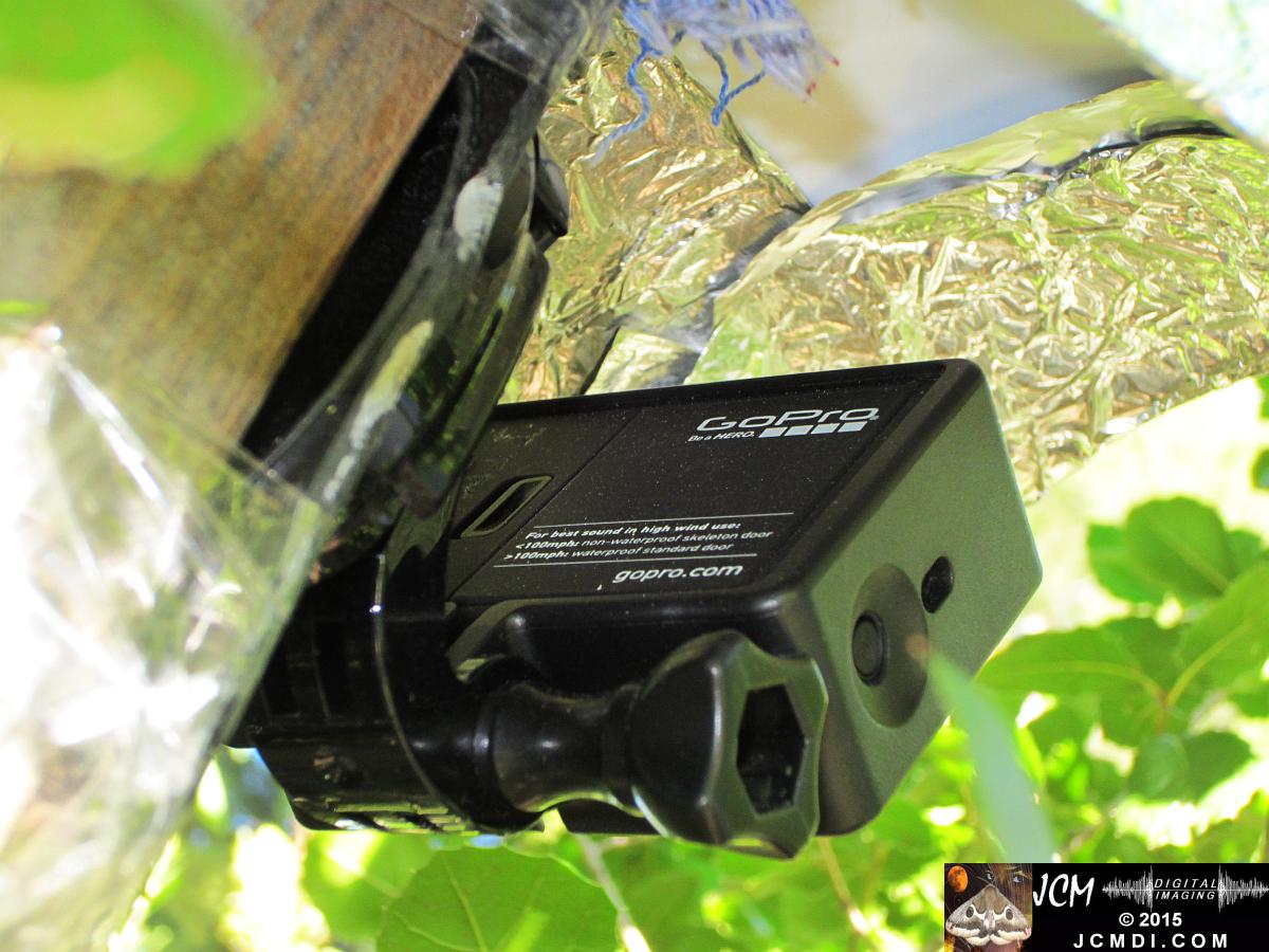 Scrub Jay nest filming set GoPro Hero3+ Black polecam 4-4-2015 Santa Clarita JCMDI.COM
